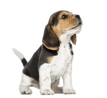 Beagle Puppy Howling, Looking Up, Isolated On White