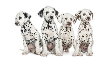 Group Of Dalmatian Puppies Sitting, Isolated On White