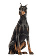Doberman Pinscher sitting, looking away, isolated on white