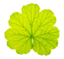Leaf Of A Geranium Is Isolated On A White Background