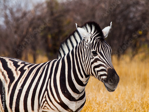 Board z aluminiowym obramowaniem Piękna zebra