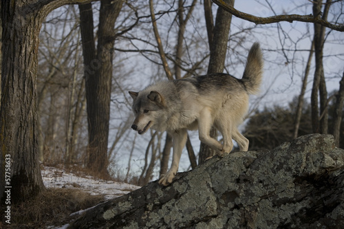 Board z aluminiowym obramowaniem Szary wilk, canis lupus