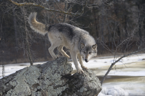 Board z aluminiowym obramowaniem Szary wilk, canis lupus