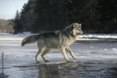 Board z aluminiowym obramowaniem Szary wilk, canis lupus