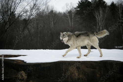 Board z aluminiowym obramowaniem Szary wilk, canis lupus