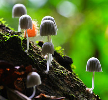 White Mushrooms In The Forest
