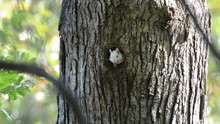 White Squirrel Peeking Out Of Hole
