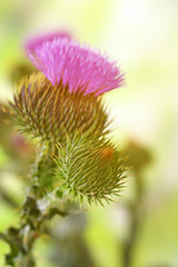 Canvas Print - Thistle flowers on nature background