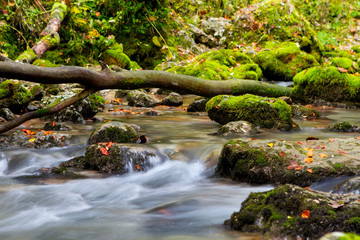 Wall Mural - Creek closeup in the mountains