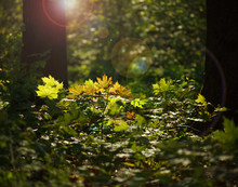Sunlight In Forest Undergrowth