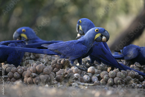 Fotoboard na płycie Hiacyntowy ara, anodorhynchus hyacinthinus,