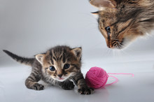 Little Kitten Playing With A Woolball
