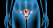 © blueringmedia - Reproductive organ of the female body