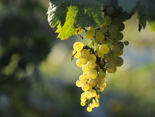  Albarino grapes and vines in Galicia, Spain