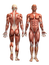 Anatomie Muskel Mann