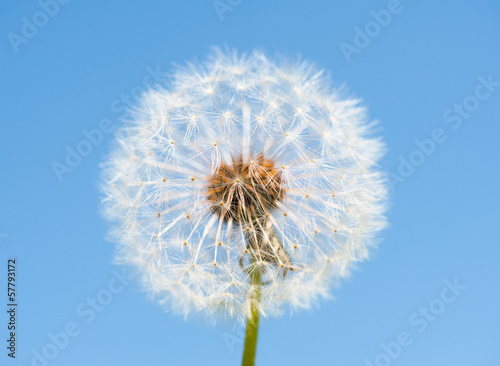 Board z aluminiowym obramowaniem Duży dandelion na niebieskim tle nieba