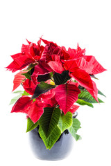 Wall Mural - potted poinsetta