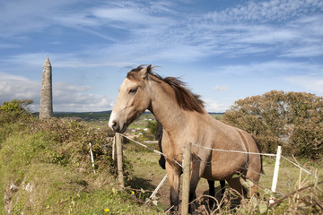 Irish horses and ancient round tower