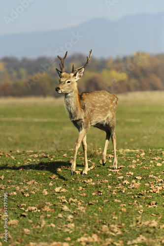 Naklejka samoprzylepna Cętkowany jeleń
