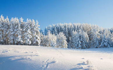 Winter park in snow