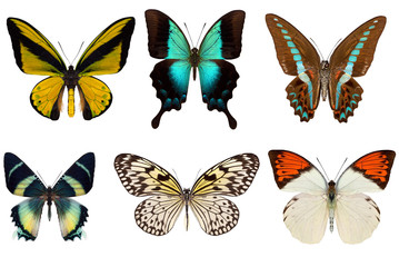 Wall Mural - Many different beautiful butterflies