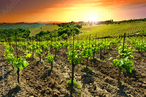 Board z aluminiowym obramowaniem Winnica