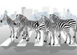 Zebras auf Fußgängerübergang