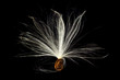 Macro photo of swamp milkweed seed pod