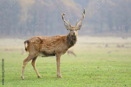 Naklejka samoprzylepna Jelenie w polu jesienią
