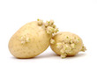 Sprouting potatos isolated on a white background