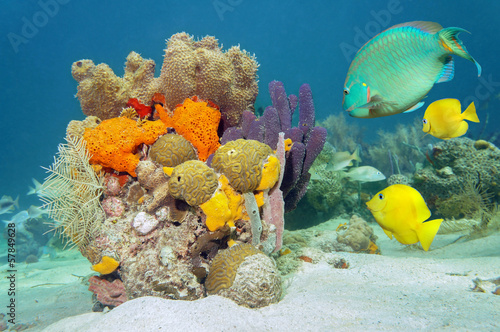 Naklejka ścienna Colors of marine life underwater