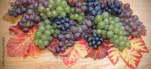 Obraz w ramie Wilde Weintrauben auf Weinblättern