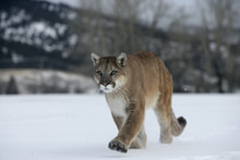 Puma Or Mountain Lion, Puma Concolor