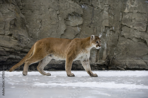 Board z aluminiowym obramowaniem Puma lub lew górski, puma concolor