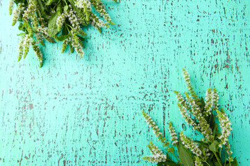 Wall Mural - Fresh mint flowers on blue wooden background