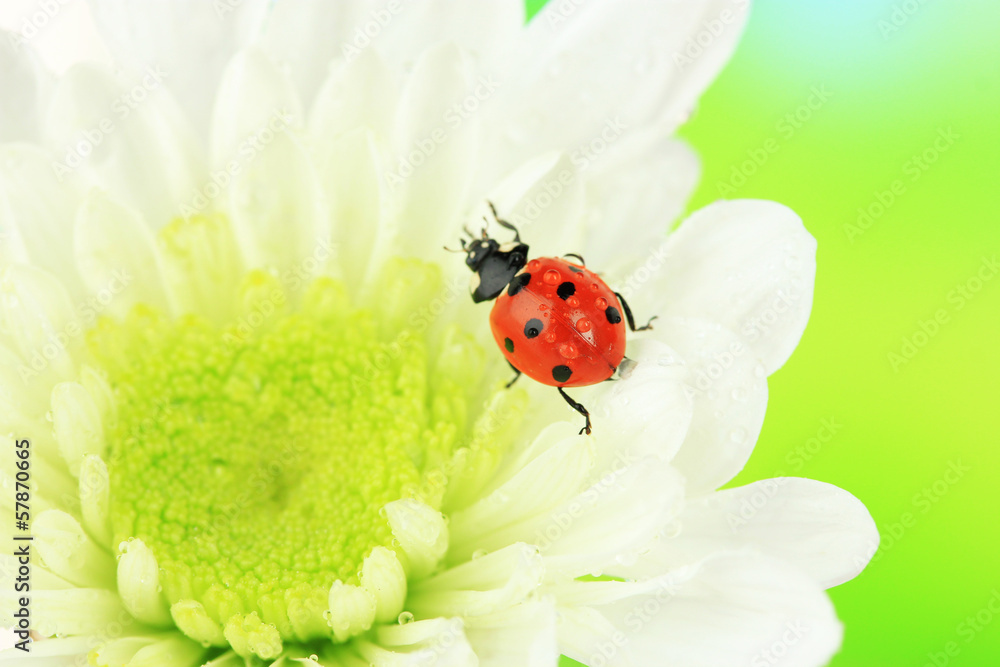 Beautiful ladybird on flower, close up