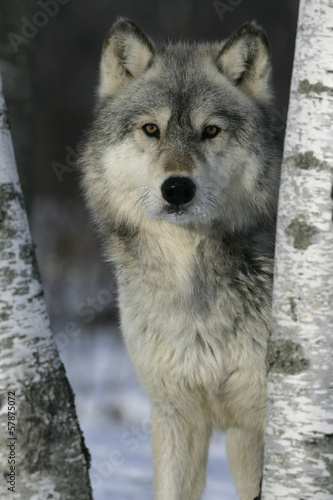 Board z aluminiowym obramowaniem Szary wilk, canis lupus