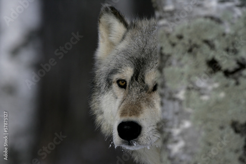 Board z aluminiowym obramowaniem Szary wilk, canis lupus