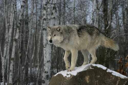 Board z aluminiowym obramowaniem Szary wilk, canis lupus