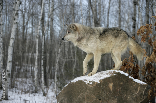 Board z aluminiowym obramowaniem Szary wilk, canis lupus