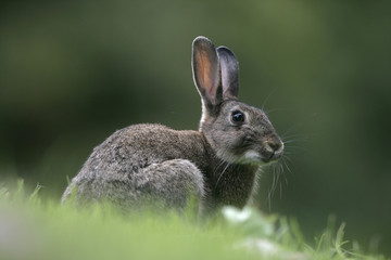 Canvas Print - Rabbit, Oryctolagus cuniculus