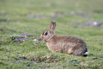 Canvas Print - Rabbit, Oryctolagus cuniculus