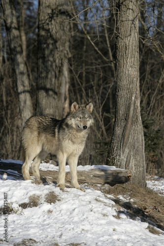 Board z aluminiowym obramowaniem Szary wilk, canis lupus