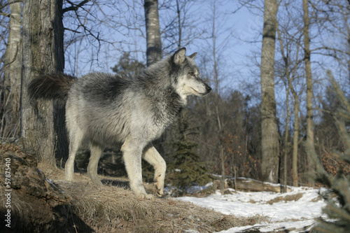 Board z aluminiowym obramowaniem Szary wilk, canis lupus