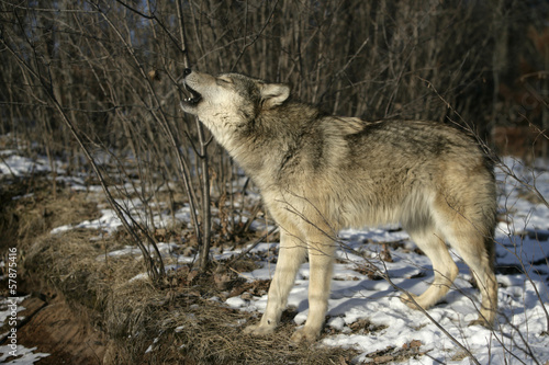 Board z aluminiowym obramowaniem Szary wilk, canis lupus