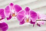 Fototapeta Storczyk - violet orchid flower