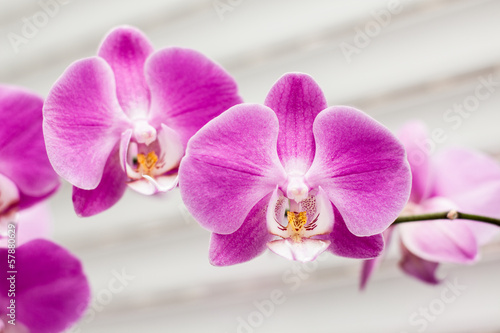 Nowoczesny obraz na płótnie violet orchid flower