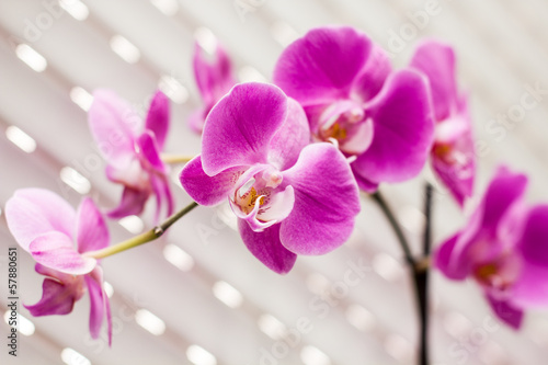 Board z aluminiowym obramowaniem Fioletowy kwiat orchidei