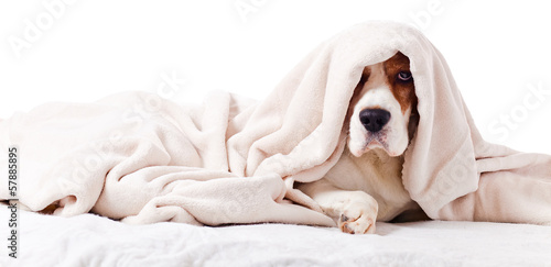 Fotomural dog under a blanket on white