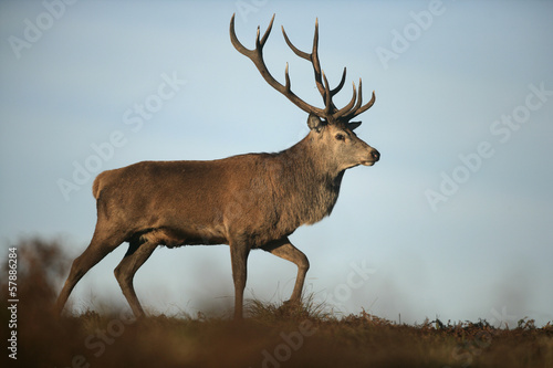 Naklejka samoprzylepna Jeleń, cervus elaphus